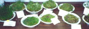 grass growth experiment